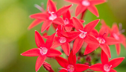 Obraz premium Ultra detailed botanical macro photo of delicate red star shaped flowers with soft green background, vibrant petals, natural beauty, and fresh garden atmosphere