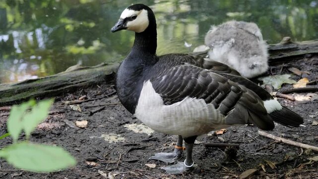 barnacle goose 1