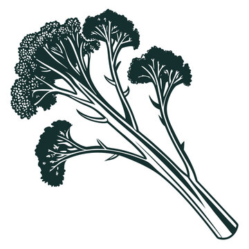 broccolini silhouette vector
