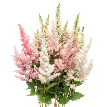 Beautiful bouquet of pink and white astilbe flowers with green leaves transparent background