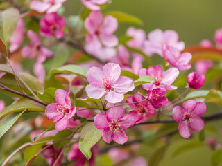 Obraz premium Fresh pink flowers of a blossoming apple tree with blured background