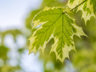 Obraz premium Green and white foliage of Norway Maple 'Drummondii' - Acer platanoides Variegata