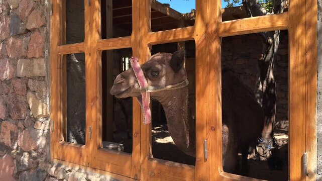Young camel looking through wooden window of shaded animal pen