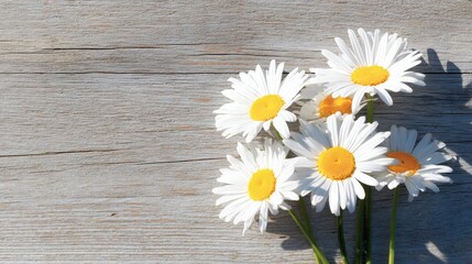 Obraz premium Daisies arranged on a wooden surface showing sunlight during the day