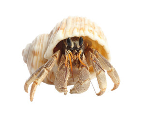 Hermit crab emerging from shell isolated on transparent background