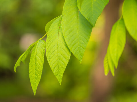 Bright green Leaves of the Amur velvet, or Amur cork tree, lat. Phellodendron amurense