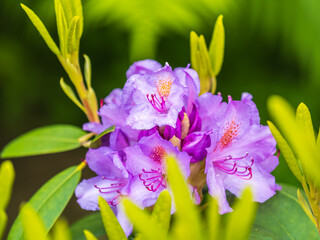 Pink flowers of Siberian rhododendron copy space. Rhododendron dauricum. Spring flowering of Altai rhododendron.