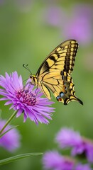 Obraz premium A large swallowtail butterfly, predominantly bright yellow with black accents, delicately lands upon a soft purple summer bloom in a garden, meadow, fragile, wild