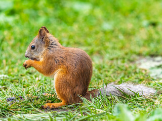 Fototapeta premium Squirrel eats a nut while sitting in green grass. Eurasian red squirrel, Sciurus vulgaris