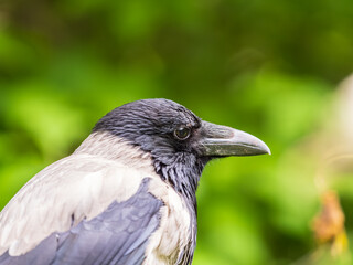 Fototapeta premium Hooded crow, corvus cornix, standing on the lawn in the spring or summer