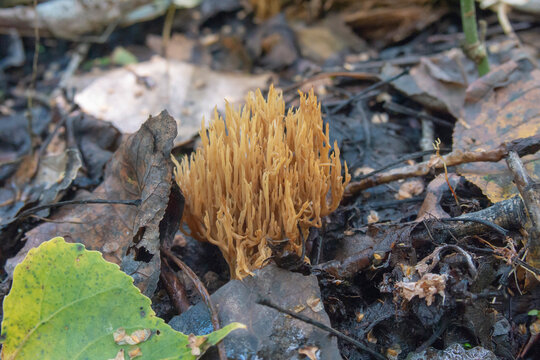 A close-up of a Ramaria eumorpha mushroom. Coral fungus growing on the forest floor.