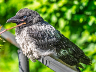 Fototapeta premium A crow chick, a small crow has fallen out of its nest and is sitting scared on a branch near the ground.