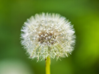 Fototapeta premium Blowball of Taraxacum plant on long stem. Blowing dandelion clock of white seeds on blurry green background of summer meadow.