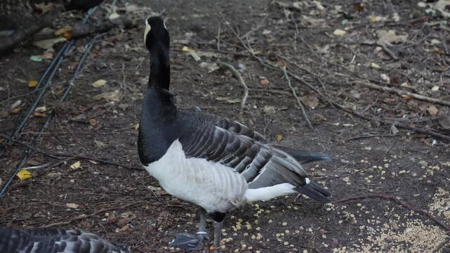 Barnacle goose on land