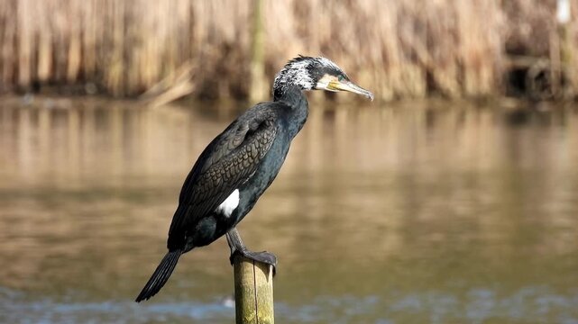 great cormorant perched on branch beside calm lake water still