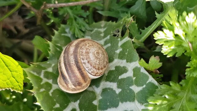 A Mediterranean garden snail (Eobania vermiculata) reclines on a vibrant leaf, with the intricate patterns and textures of its shell creating a striking contrast against the foliage.
