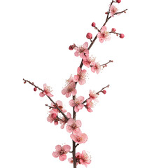 Pink cherry blossoms on a blooming tree branch isolated on transparent background transparent background
