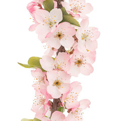 Pink cherry blossoms on a tree branch with green leaves isolated on transparent background transparent background