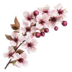 Pink cherry blossoms on a tree branch with leaves and buds isolated on transparent background transparent background
