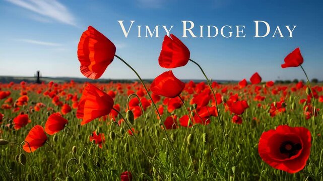 Vibrant red poppies field under blue sky commemorating vimy ridge day 4K HD high quality video.
