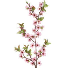 Pink flowers and green leaves on a blooming tree branch in spring season transparent background