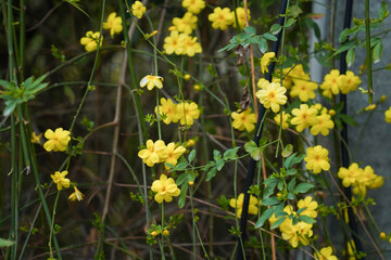 Obraz premium Yellow bloom of a winter jasmine bush.