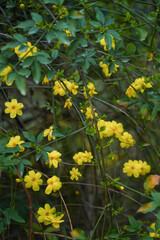 Obraz premium Yellow bloom of a winter jasmine bush.