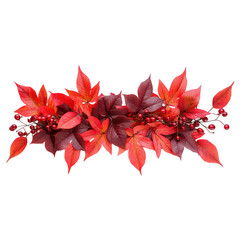 Red leaves and berries on a branch in autumn season  natural decoration transparent background