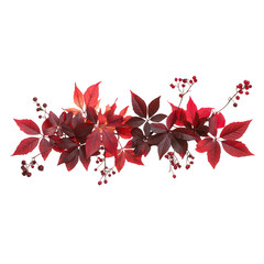 Red leaves and berries on a vine isolated on transparent background transparent background