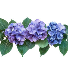 Three blue hydrangea flowers with green leaves isolated on transparent background transparent background