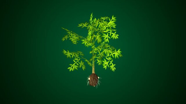 Amorphophallus plant structure anatomy. 3d render 