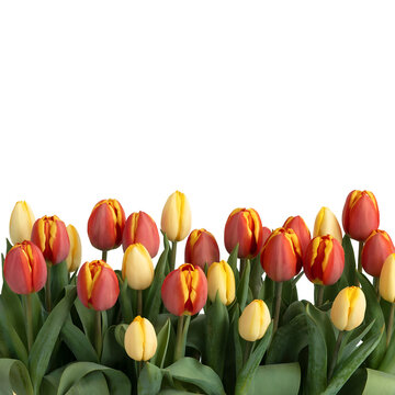 Beautiful Red and Yellow Spring Tulips Border Arrangement Isolated on White Background