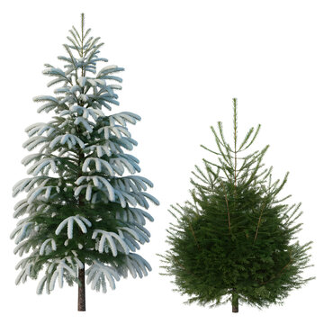 Snow-Covered and Green Pine Trees Isolated