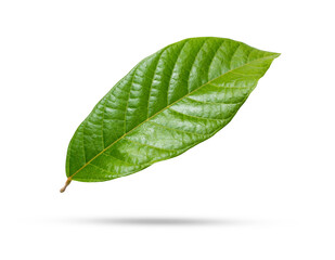 Green cocoa leaf on transparent background. © NIKCOA