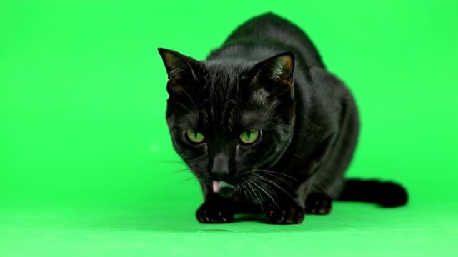 A thirsty black cat lapping up invisible water gracefully on a green screen isolated, lapping, creature