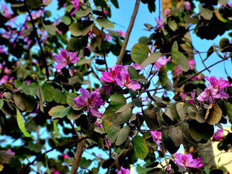 Bauhinia variegata plant flower blooming in home garden,the plant Common names include orchid tree (though not belonging to the family Orchidaceae) and mountain ebony