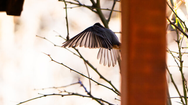 pajaro en vurlo
