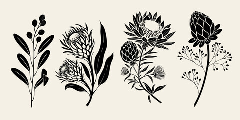 Elegant botanical illustration featuring protea and other native australian flora © Sukla