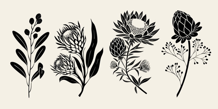 Elegant botanical illustration featuring protea and other native australian flora