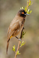 An African red-eyed bulbul (Pycnonotus nigricans) perched on a branch, South Africa