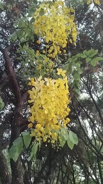 Yellow flowrs Golden Shower Tree in the garden, yellow flowers on the tree