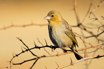 A female southern masked weaver (Ploceus velatus) perched on a branch, South Africa