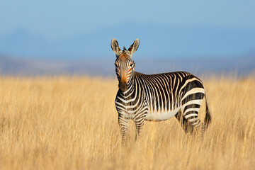 A Cape mountain zebra (Equus zebra) standing in open grassland, Mountain Zebra National Park, South Africa