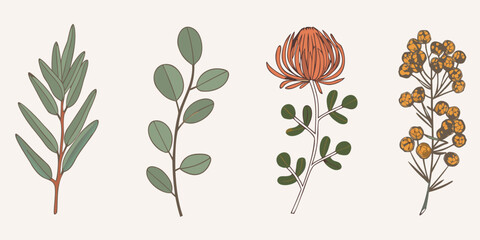 Botanical illustration featuring eucalyptus protea and various foliage © Tapan