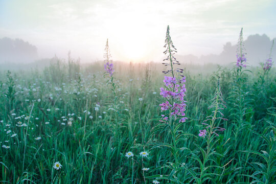 Ivan Tea at Dawn: Misty Sunrise over a Meadow of Narrow-Leaved Fireweed