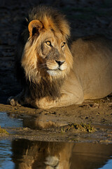 Portrait of a big male African lion (Panthera leo) at a waterhole, Kalahari desert, South Africa