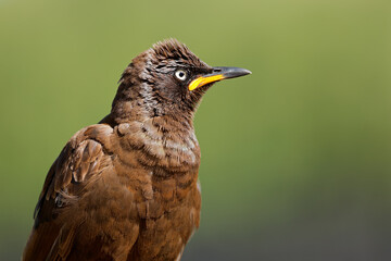 Close-up portrait of a pied starling (Lamprotornis bicolor), South Africa