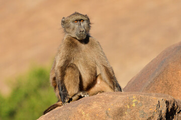A young chacma baboon (Papio ursinus) sitting on a rock, South Africa