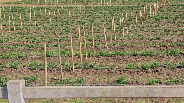 Bamboo poles in a vegetable garden.