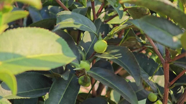 Green tea flower buds in plantation.